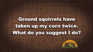 Q&A - Ground squirrels are eating my corn