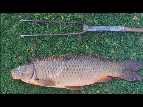 EXPLORAMOS NUEVO LUGAR Pesca de carpas en PEYRANO