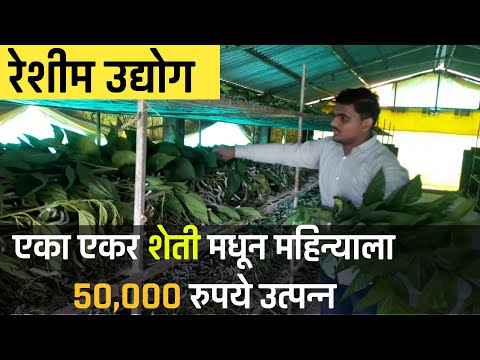 Reshim Udyog | Reshim Business | रेशीम शेती यशोगाथा | Silk Farming Ganesh Shinde