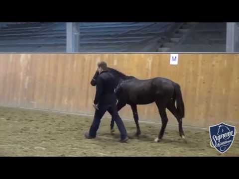 2015 COLT BY SANDOKAN x QUINTENDER x USSURI XX