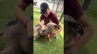 Video preview image #1 American Pit Bull Terrier Puppy For Sale in Pasadena, CA, USA