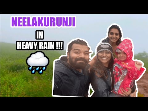 NEELAKURUNJI - IN HEAVY RAIN !!! - COORG - MANDALPATTI (details in description)
