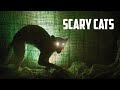 Scary Cats Fighting Sound Effect Cat Horror Screaming Sound Effect Angry Cat