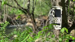 The Bigfoot Incident – Bigfoot’s Wilderness