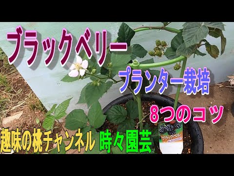 ブラックベリー