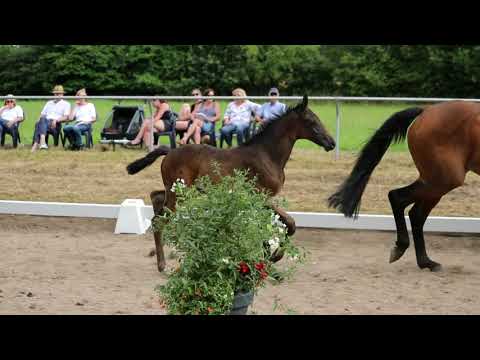 Stute, geb. 04.06.2021 – V: Diaron M: Balou du Rouet – Chasseur