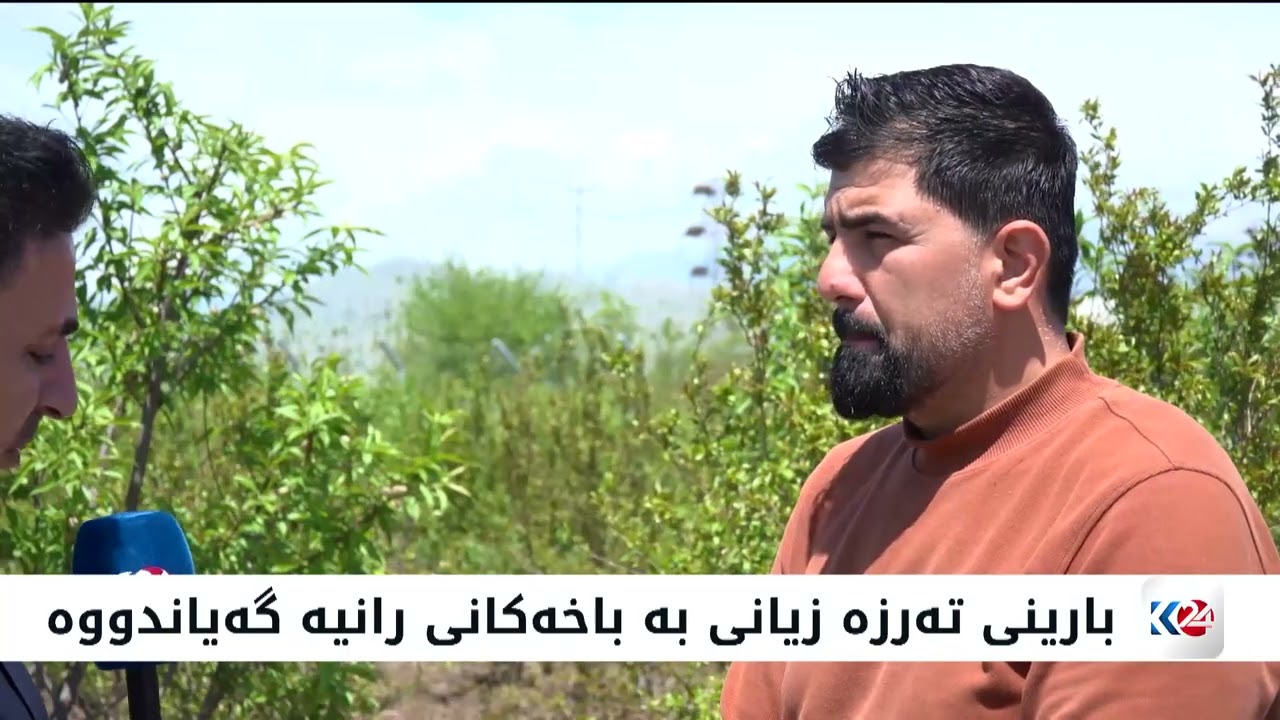 ڤیدیۆ | بارینی تەرزە زیانی بە باخەکانی رانیە گەیاندووە