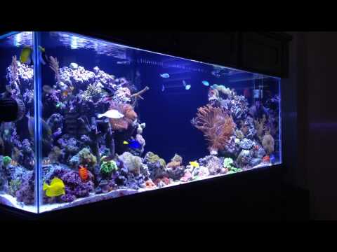 REEF TANK ADDICTION - PILOT -  Season 1 Episode 1