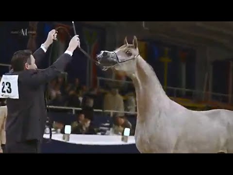 ✨ DUBAI STUD ✨ ACHIEVEMENTS - ALL NATIONS CUP 2022