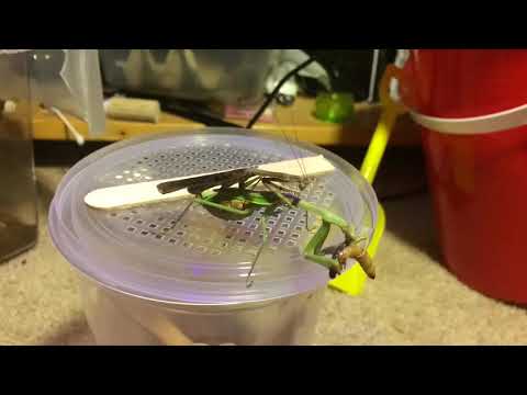 Stagmomantis mating (time lapse)