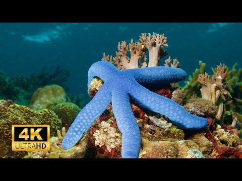 Star fish 4k Amazing Starfish in Undersea Ultra Hd