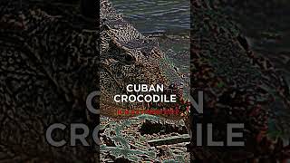 Download lagu What Crocodiles Need To Defeat These Animals Pt.2 #crocodile #edit #animals #fyp #foryou #viral mp3 Download lagu What Crocodiles Need To Defeat These Animals Pt.2 #crocodile #edit #animals #fyp #foryou #viral mp3