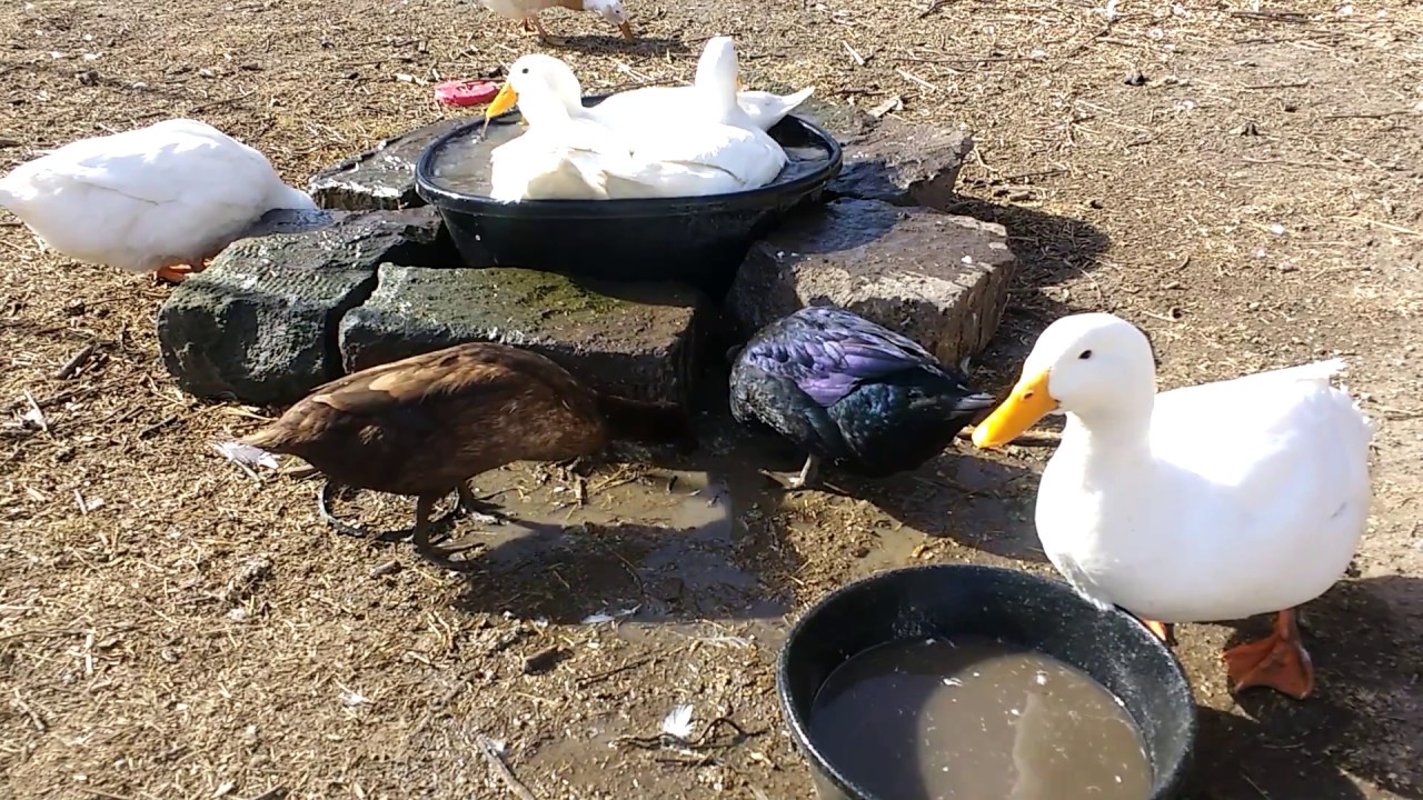 Cheerleader bilan jinsiy aloqa video