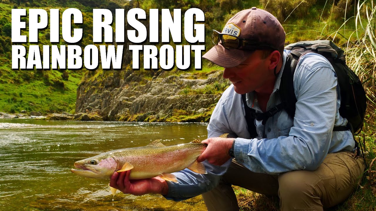 EPIC Rising Rainbow Trout - Dry Fly Eats and Great Fights in a Small Rainbow Trout River