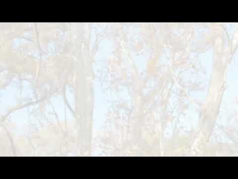 The Mothering Trees (Original Song)