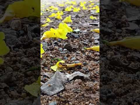 Varah roopam kantara #nature #flowers #peace #ytshorts #youtubeshorts #healing #trending #viral