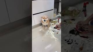 Drôle de chien 🤣🤣🤣🤣