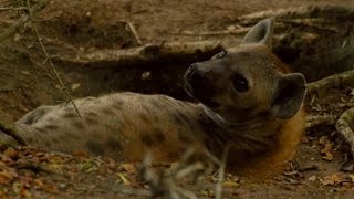 Female Dominance Over Male Hyenas - Animals In Love - BBC