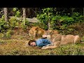 She Collapsed In The Forest Saved Only By The Wolf And Lion