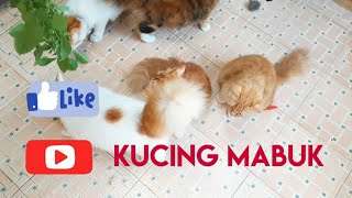 Download lagu Kucing Mabuk Ganja Rame-Rame !!! mp3