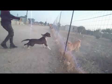 Sempsanyana(Diss To Allykaytion)coming Soon