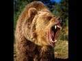Grizzly bear killed for preying on cattle to be displayed at Montana hospital | Natural