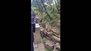 Quinlan Mountain Park: Wild Monkeys in Downtown Guiyang #travelchina #china