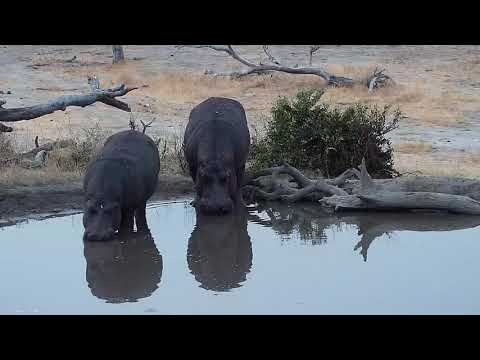 Djuma: Two Hippos coming to the pan - 17:37 - 08/31/19