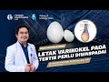 Why A Varicocele In The Right Testicle Should Be Taken Seriously Dr Maruto Harjanggi BSc Hons