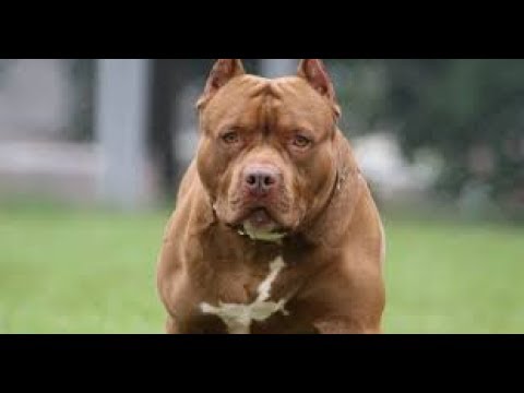 download lagu mp3 mp4 Funny Pitbull Names, download lagu Funny Pitbull Names gratis, unduh video klip Funny Pitbull Names