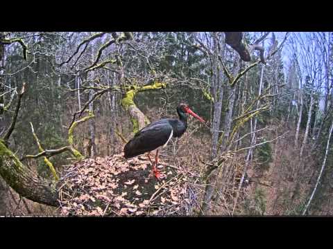 2016/03/26 16h23m melnais starkis BS  flew away