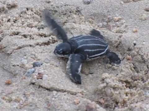 Leatherback Turtle Survives Billfish Impalement