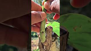 Download lagu CARA OKULASI GRIFTING MUDAH CEPAT HIDUP #kopirobusta #kopisehat #petanikopi #kopivietnam mp3 Download lagu CARA OKULASI GRIFTING MUDAH CEPAT HIDUP #kopirobusta #kopisehat #petanikopi #kopivietnam mp3