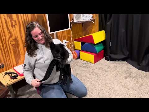 Wow! Look At Her Go! "Beth" at Only 8 Weeks Protection Drive