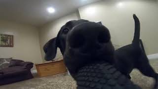 DOG AO SOM DE SWEET DREAMS