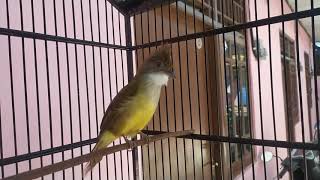 Download lagu Cucak jenggot isian gereja mp3