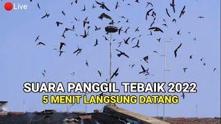 Download lagu Suara panggil walet teruji 2022 mp3 Download lagu Suara panggil walet teruji 2022 mp3