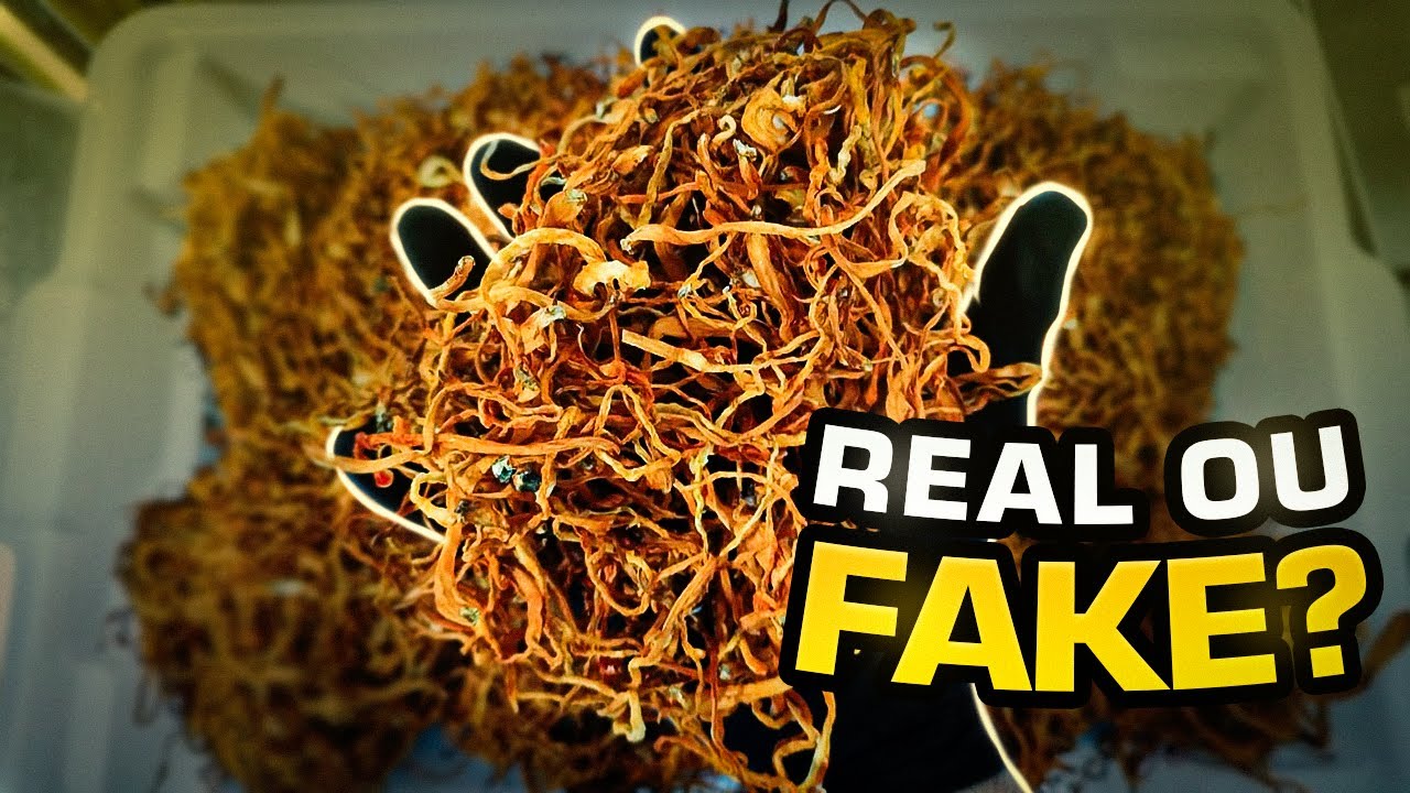 Cogumelo Cordyceps e Testosterona: Tudo ou Nada a Ver?