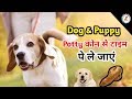 Dog And Puppy Potty Training Potty Trening Puppy Potty Trening Potty Time