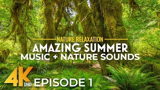 Amazing Summer - Episode 1 | Stunning 4K Nature Footage with Calm Music & Nature Sounds