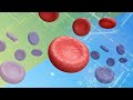 Red Blood Cell Structure and Function | Anatomy and Physiology