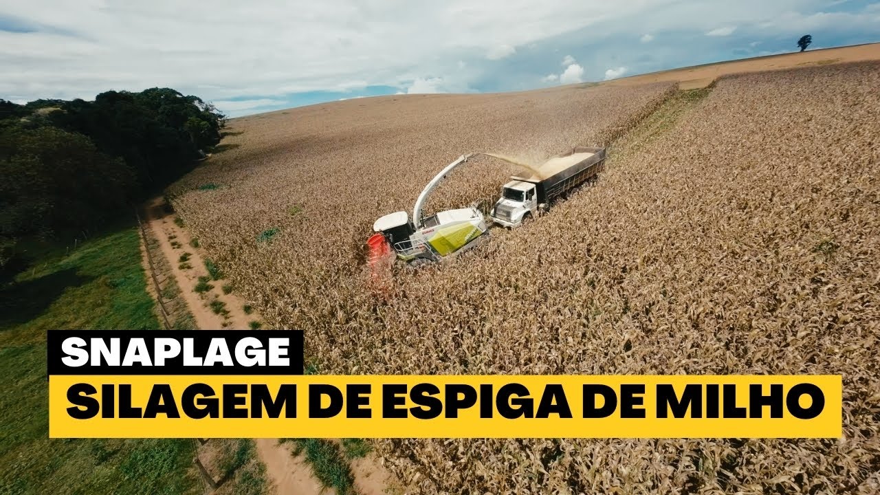 Snaplage: Inovação na Silagem de Milho em Santa Rita de Caldas, MG