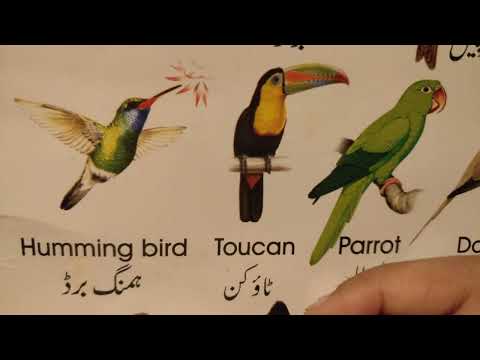 How to pronounce chiria and tota in Urdu hahaha- Names of Birds