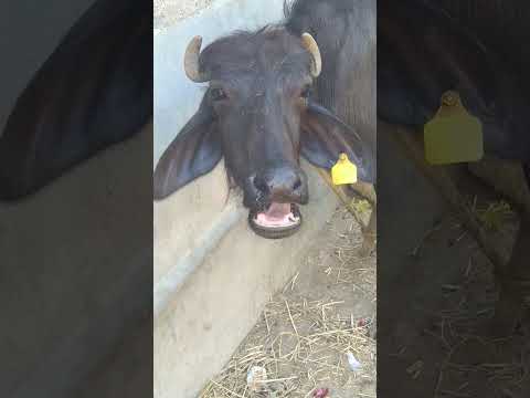 our cute buffalo #sound #cute #village #buffalo #shortvideos #shorts #short