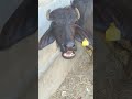 our cute buffalo #sound #cute #village #buffalo #shortvideos #shorts #short