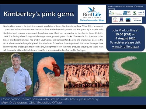 Conservation Conversations: Mark D Anderson - Kimberley's Pink Gems: Lesser Flamingos (4-Aug-20)