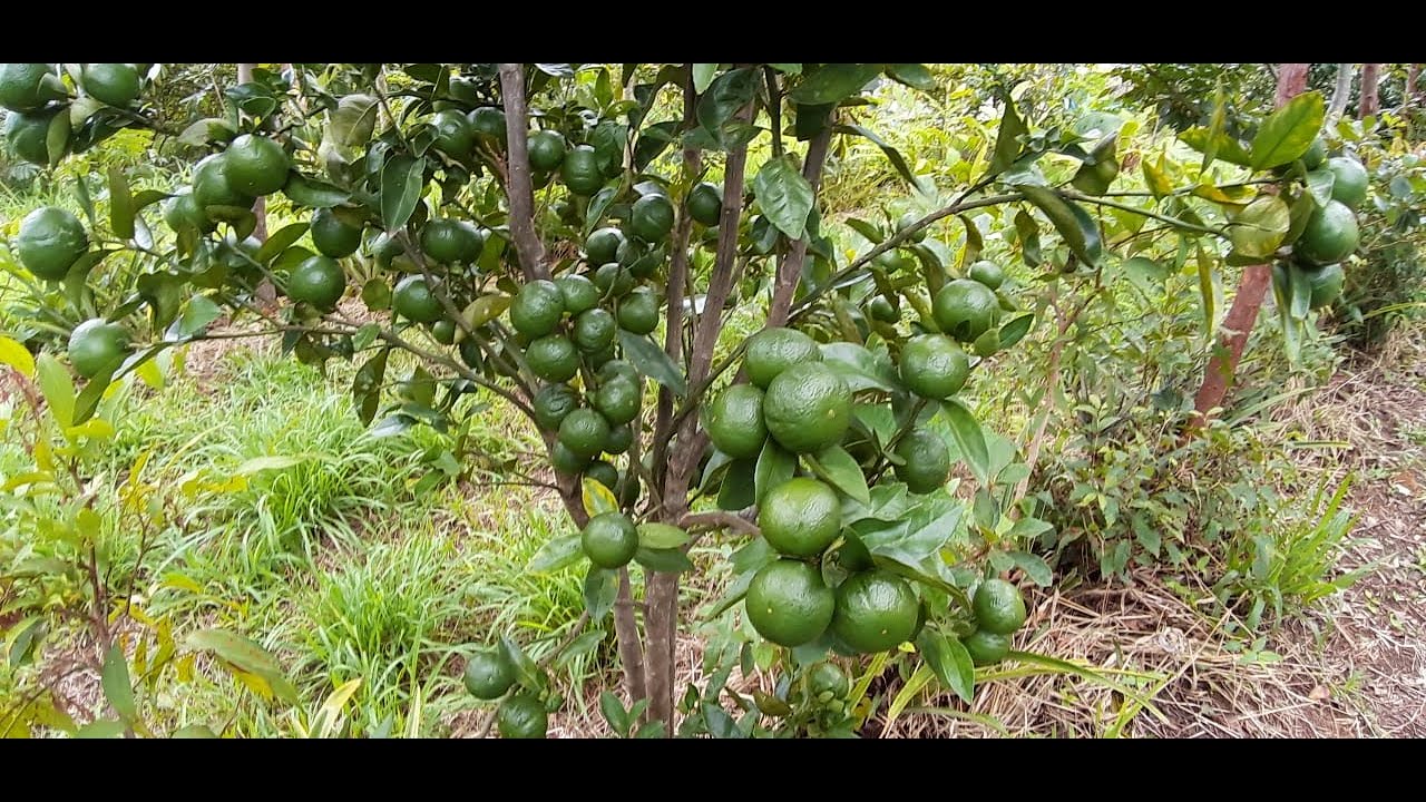 How to manage an agroforestry orchard, on the way to syntropy.