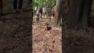 Download lagu Cu Chi Tunnels Tour part 1 #2024 #vietnam #asia #trip #shorts #short #fun #vacation mp3