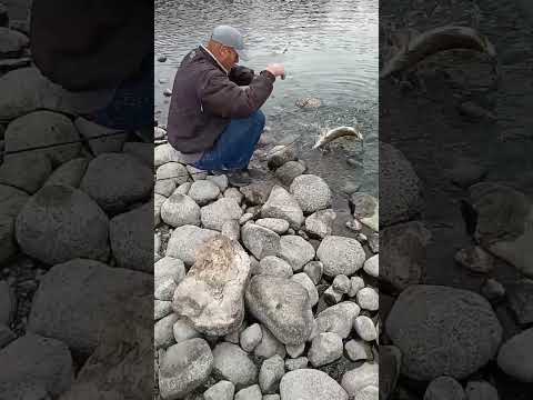 Video Thumbnail for Bigger Pike On Co-op Lures (Dean's Fish)