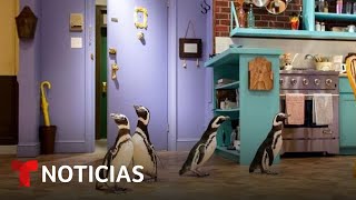 Pingüinos del Shedd Aquarium vuelven a salir de excursión | Noticias Telemundo